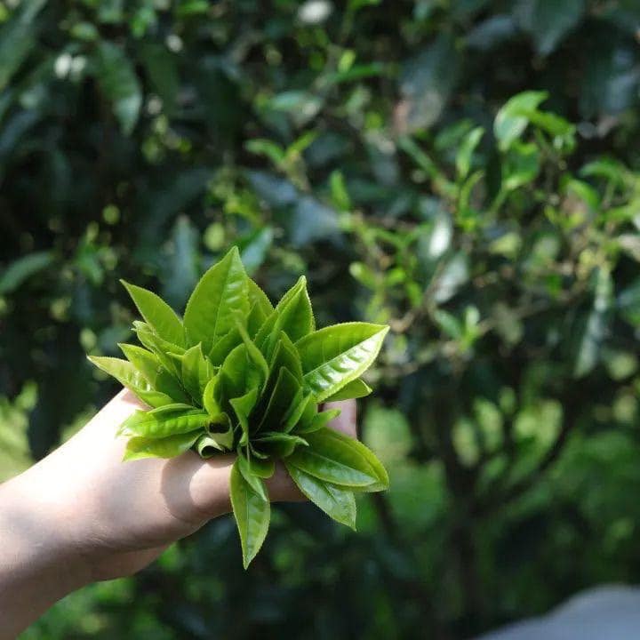 ชาผู่เอ๋อร์ดิบหกดาว จากภูเขา Kunlu🍃