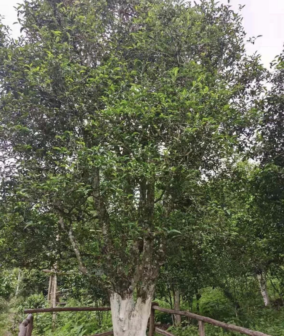 ชาผู่เอ๋อร์ดิบจาก Kunlu Mountain ปี 2022