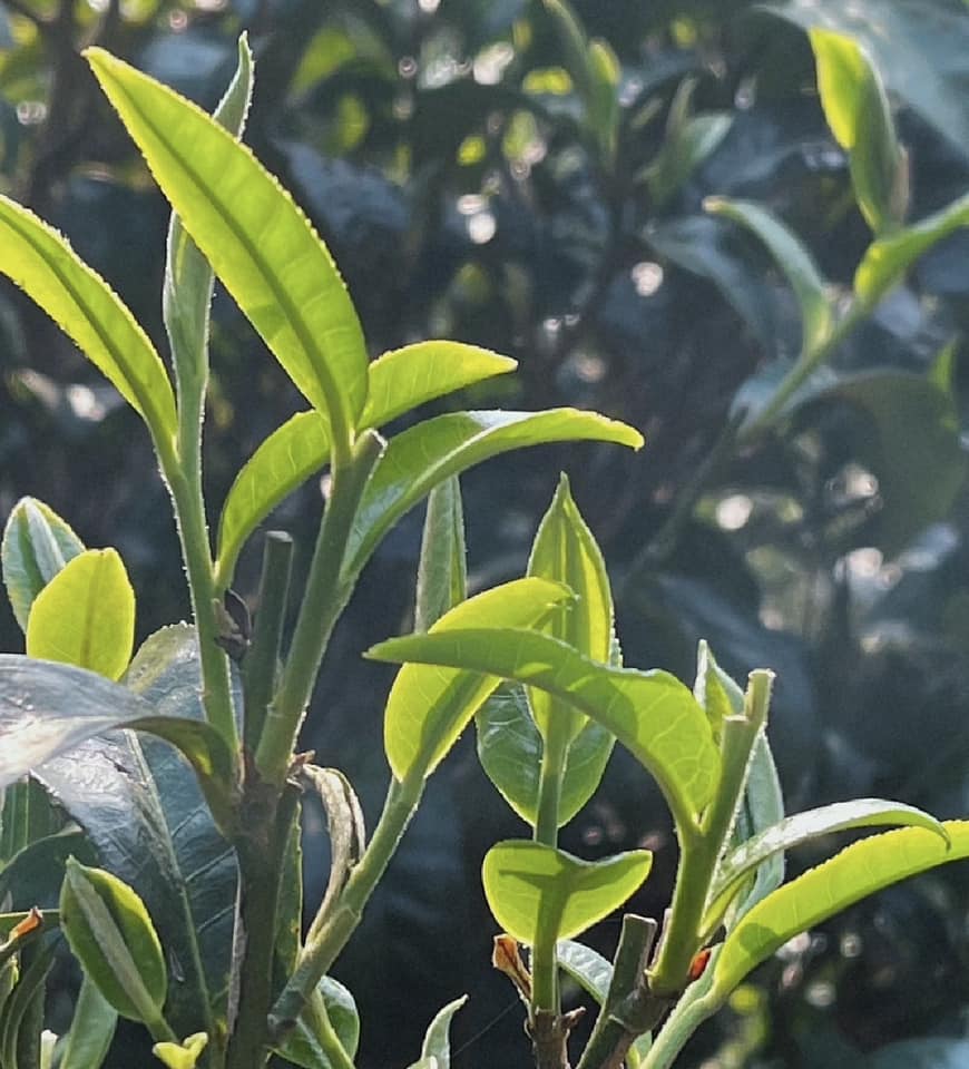 ชาผู่เอ๋อร์ดิบจาก Kunlu Mountain ปี 2022