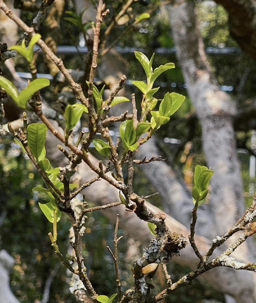 ชาผู่เอ๋อร์ดิบจาก Kunlu Mountain ปี 2022