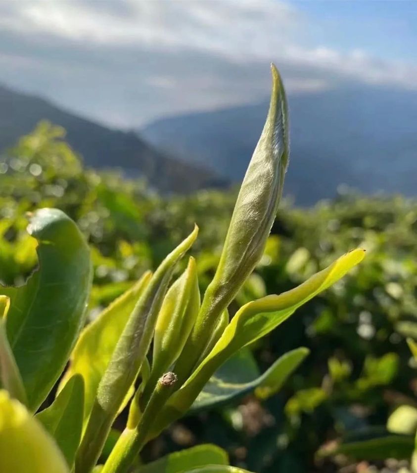ชาดำยูนนาน เข็มทองคำ Fengqing Golden Needle🍃