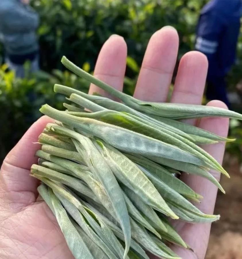 ชาดำยูนนาน เข็มทองคำ Fengqing Golden Needle🍃